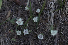 Calochortus westonii