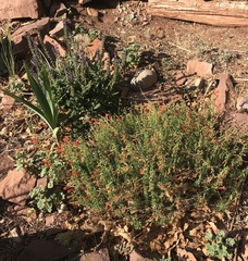 Penstemon pinifolius
