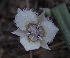 Calochortus westonii
