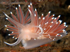 Coryphella