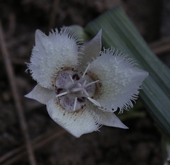 Calochortus westonii