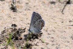 Plebejus samuelis