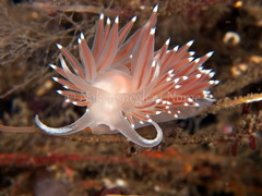 Coryphella