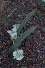 Calochortus westonii