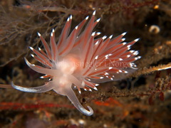 Coryphella