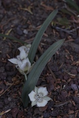Calochortus westonii