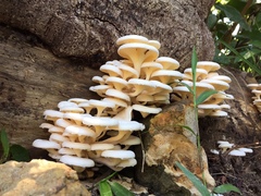 Lentinus concavus
