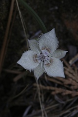 Calochortus westonii