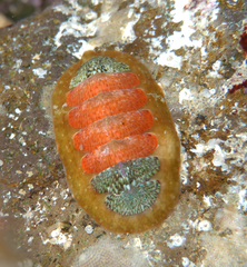 Dendrochiton flectens