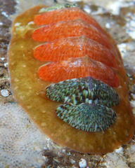 Dendrochiton flectens