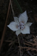 Calochortus westonii