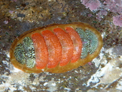 Dendrochiton flectens