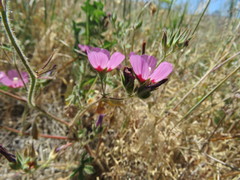 Sidalcea keckii