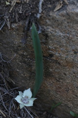 Calochortus westonii