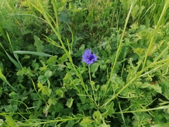 Centaurea cyanus