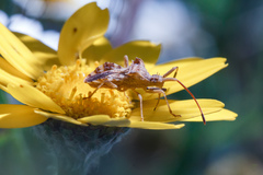 Centrocoris variegatus