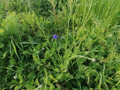 Centaurea cyanus