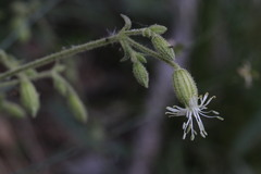 Silene lemmonii