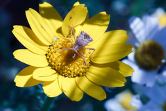 Centrocoris variegatus