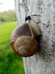 Helix pomatia