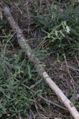Silene lemmonii