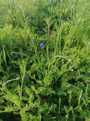 Centaurea cyanus