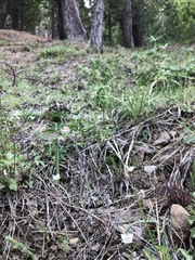 Calochortus westonii