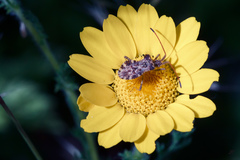 Centrocoris variegatus