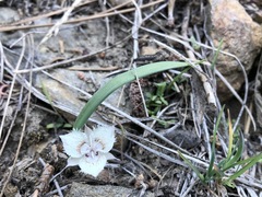 Calochortus westonii