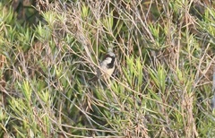 Passer domesticus