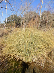 Cladium mariscus jamaicense