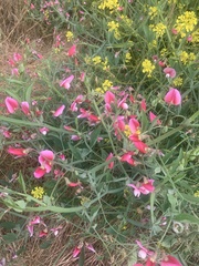 Lathyrus tingitanus