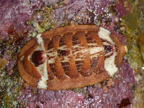 Merten's Chiton