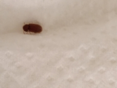 Stegobium