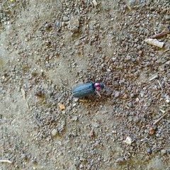 Pyractonema