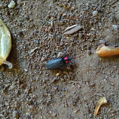 Pyractonema