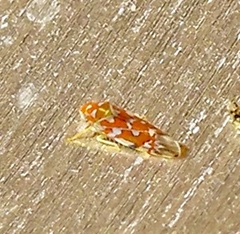 Erythroneura rubra