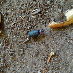 Pyractonema