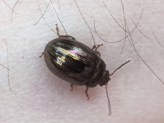 Chrysolina americana