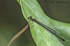 Enallagma dubium