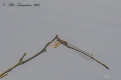 Enallagma dubium