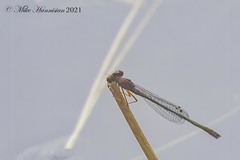 Enallagma dubium