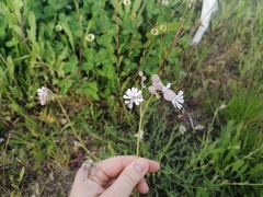 Silene vulgaris