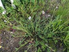 Silene vulgaris
