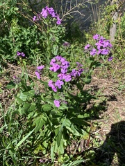 Hesperis matronalis
