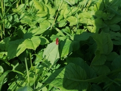 Pyrochroa serraticornis