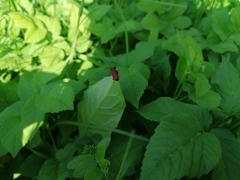 Pyrochroa serraticornis