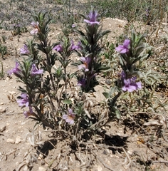 Dyschoriste linearis