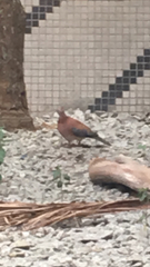 Streptopelia senegalensis