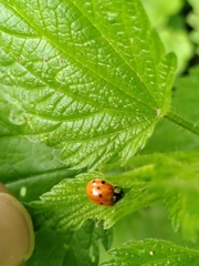 Harmonia axyridis